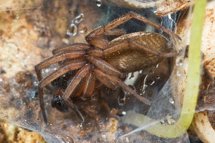 Haplodrassus sp.
